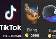 Harga Paus Kecil Di Tiktok